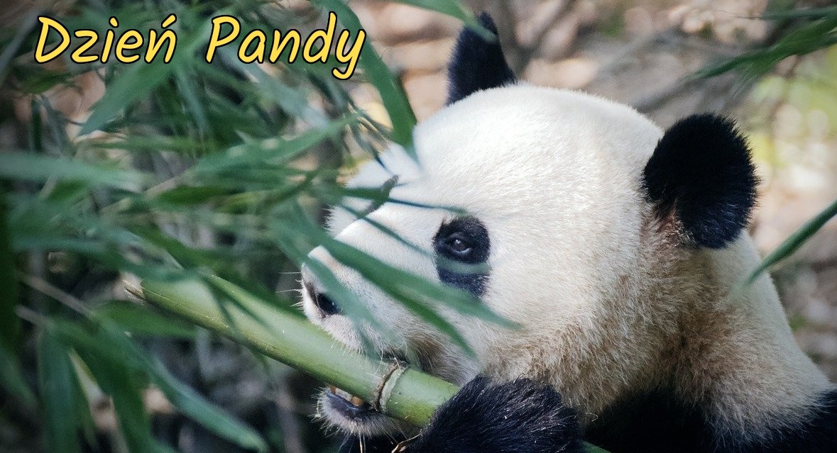 zdjęcie pandy
